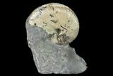 Fossil Hoploscaphites Ammonite - South Dakota #131222-1
